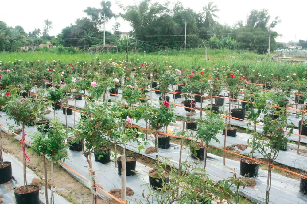 hoa hong 5 (1 of 1).jpg