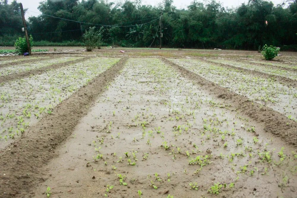 rau mau ngap 10 (1 of 1).jpg