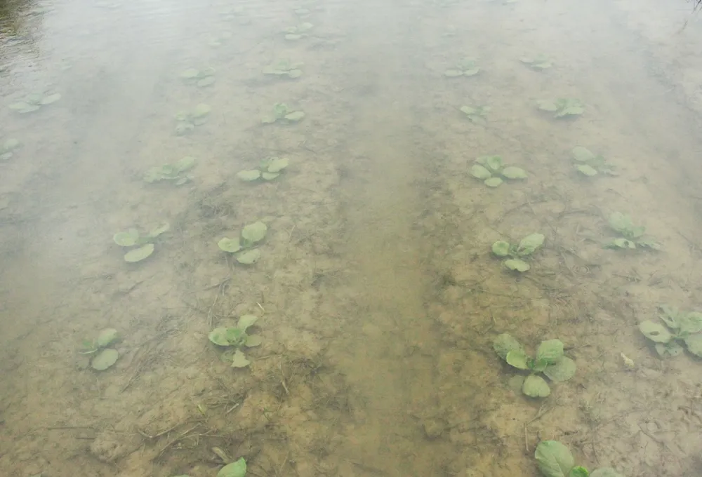 rau mau ngap 11 (1 of 1).jpg