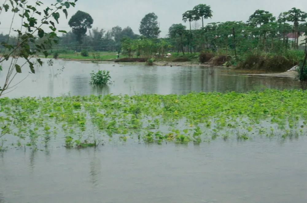 rau mau ngap 14 (1 of 1).jpg