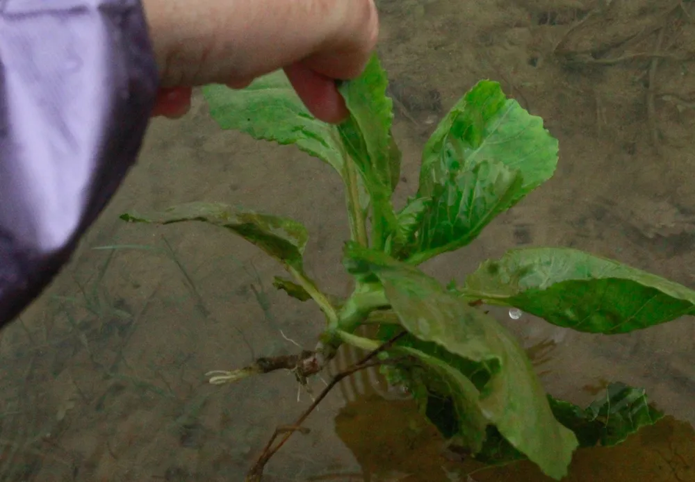 rau mau ngap 15 (1 of 1).jpg