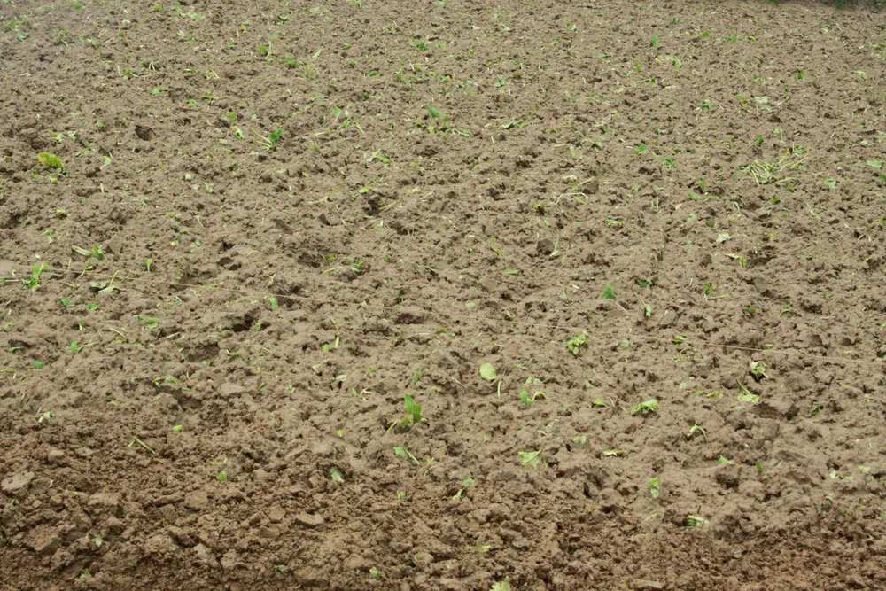 rau mau ngap 16 (1 of 1).jpg