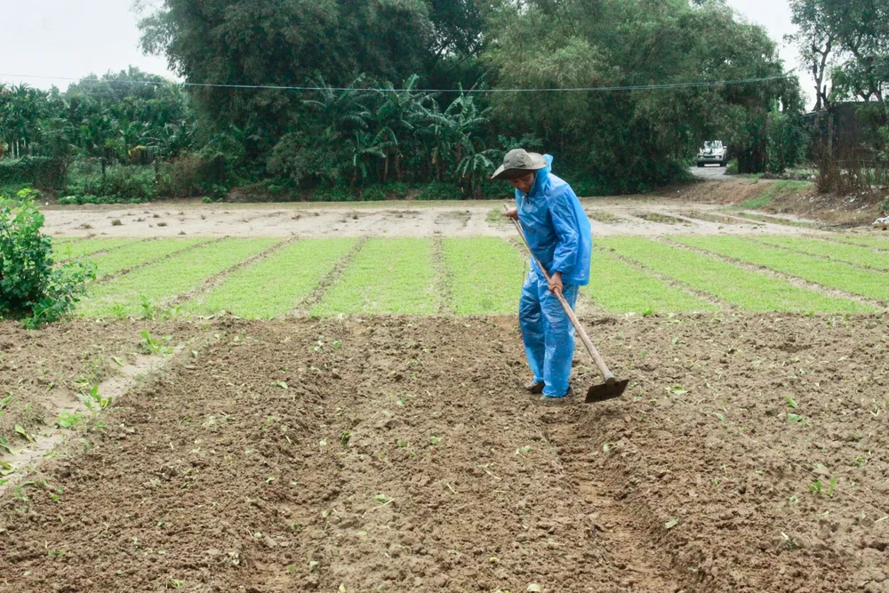 rau mau ngap 4 (1 of 1).jpg