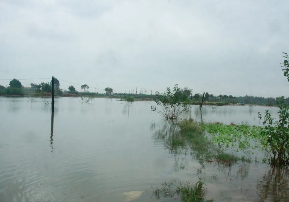 rau mau ngap 6 (1 of 1).jpg