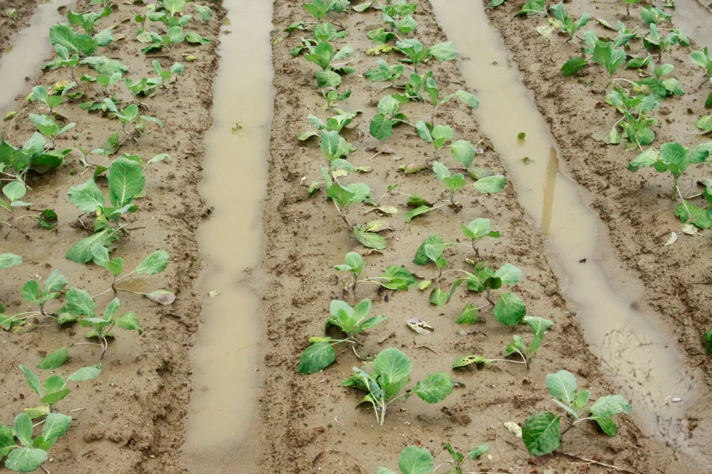 rau mau ngap 7 (1 of 1).jpg