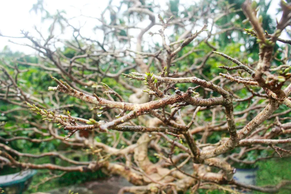 nha vuon 1 (1 of 1).jpg