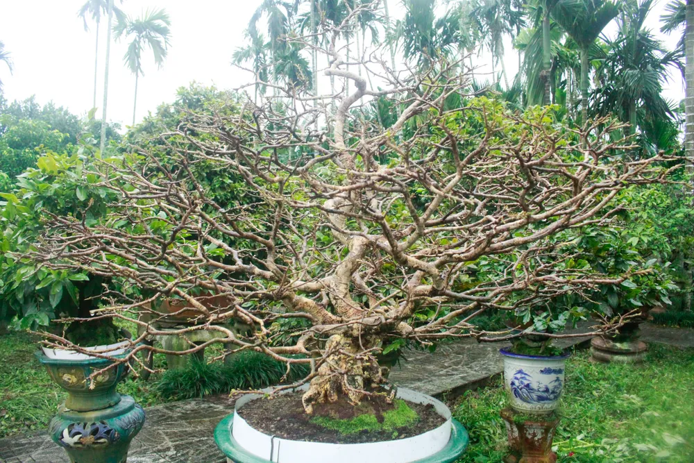 nha vuon 3 (1 of 1).jpg