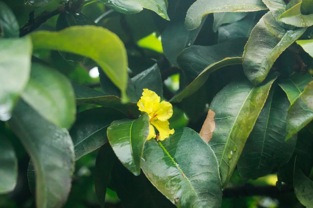 nha vuon 5 (1 of 1).jpg