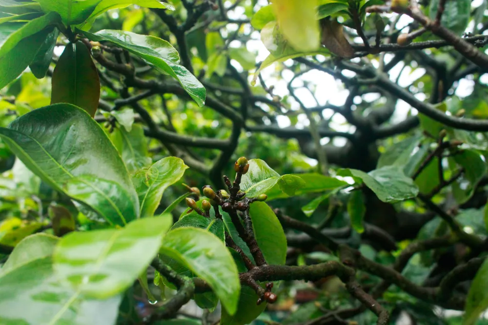 nha vuon 6 (1 of 1).jpg