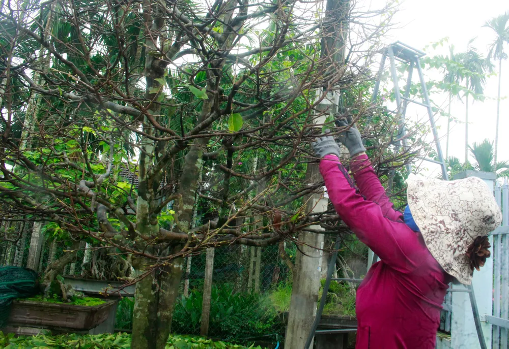 nha vuon 8 (1 of 1).jpg