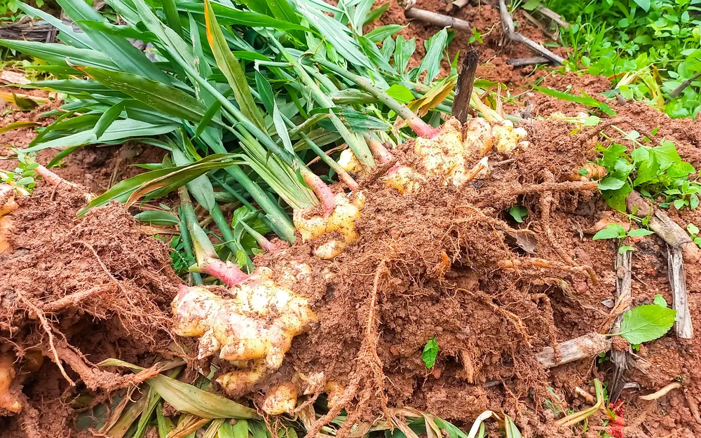 gừng 1 (1 of 1).jpg