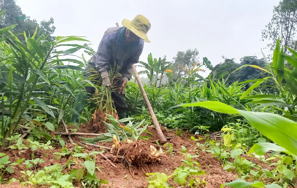 gừng 3 (1 of 1).jpg