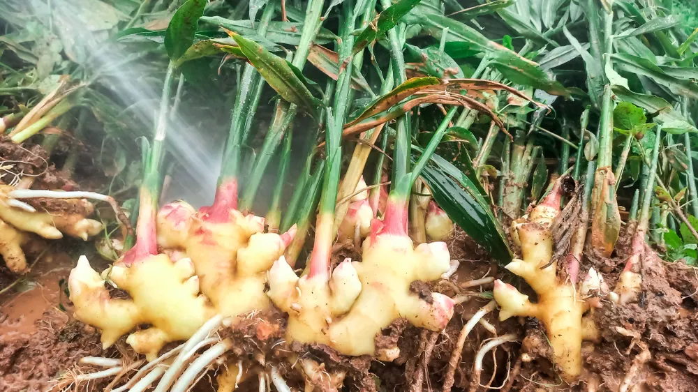 gừng 8 (1 of 1).jpg