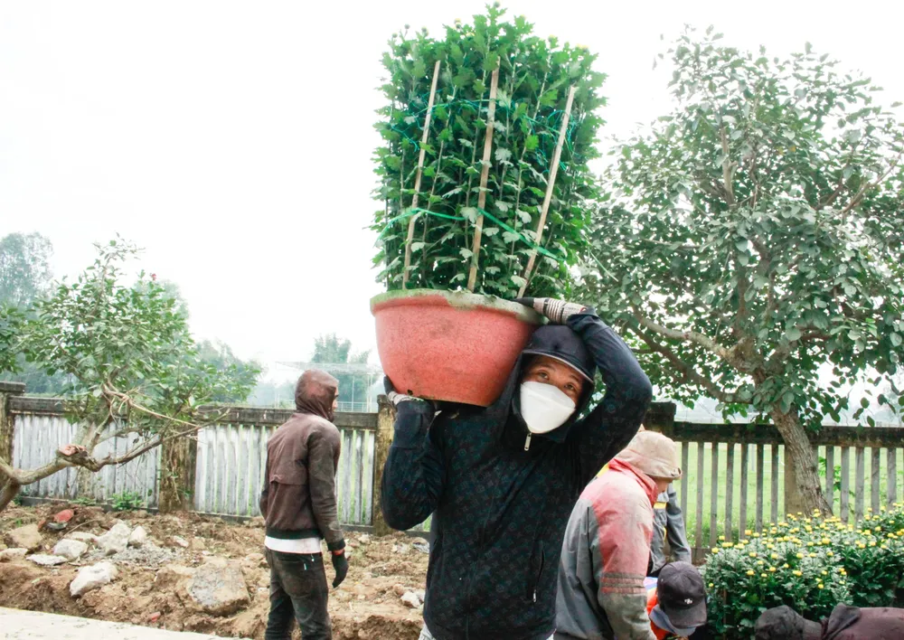 lang hoa vao tet (1 of 1).jpg