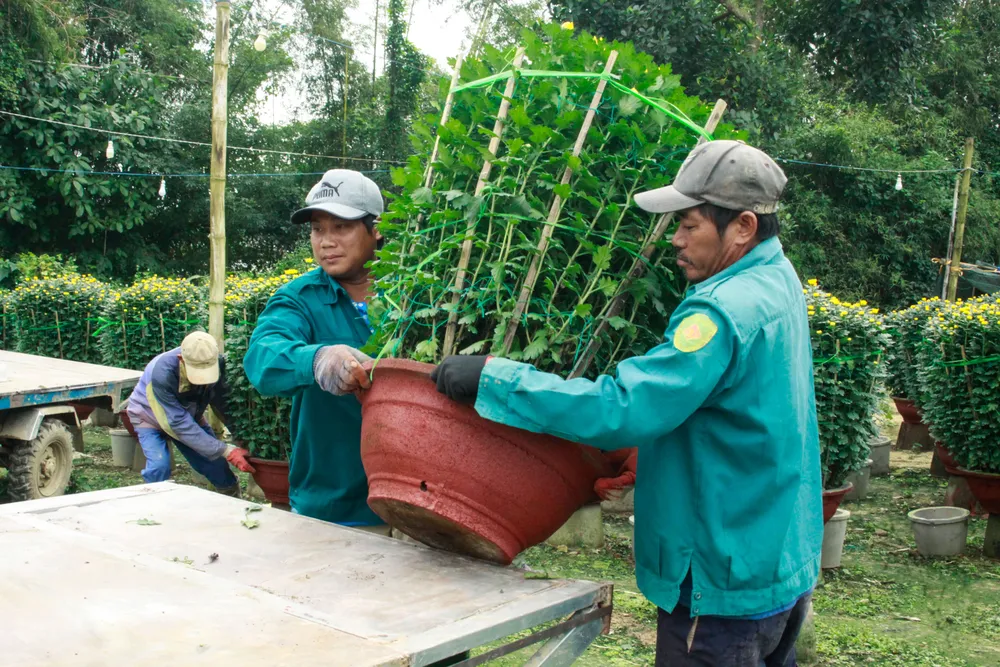 lang hoa vao tet 10 (1 of 1).jpg