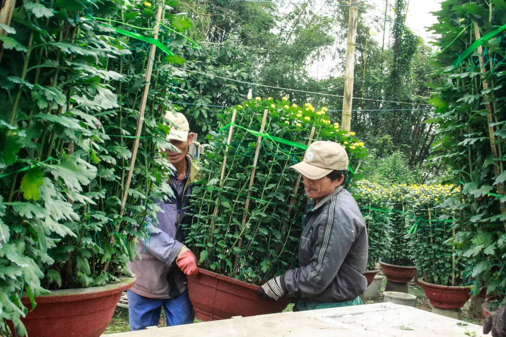 lang hoa vao tet 11 (1 of tet1).jpg