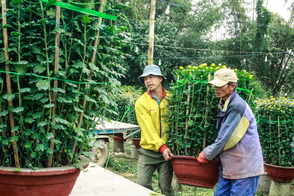 lang hoa vao tet 12 (1 of 1).jpg