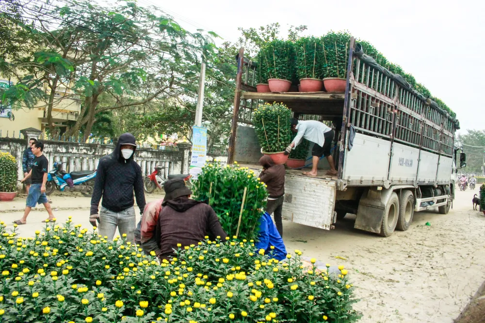 lang hoa vao tet 13 (1 of 1).jpg