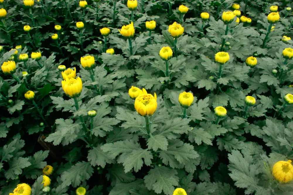 lang hoa vao tet 15 (1 of 1).jpg