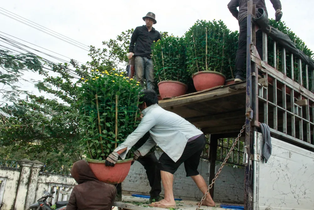 lang hoa vao tet 17 (1 of 1).jpg