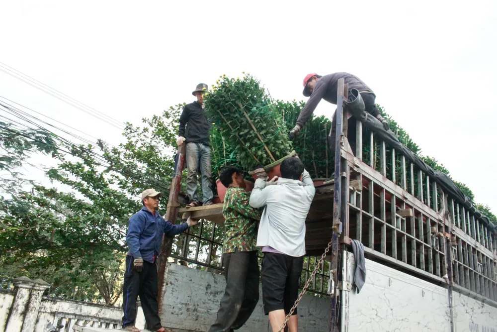 lang hoa vao tet 18 (1 of 1).jpg