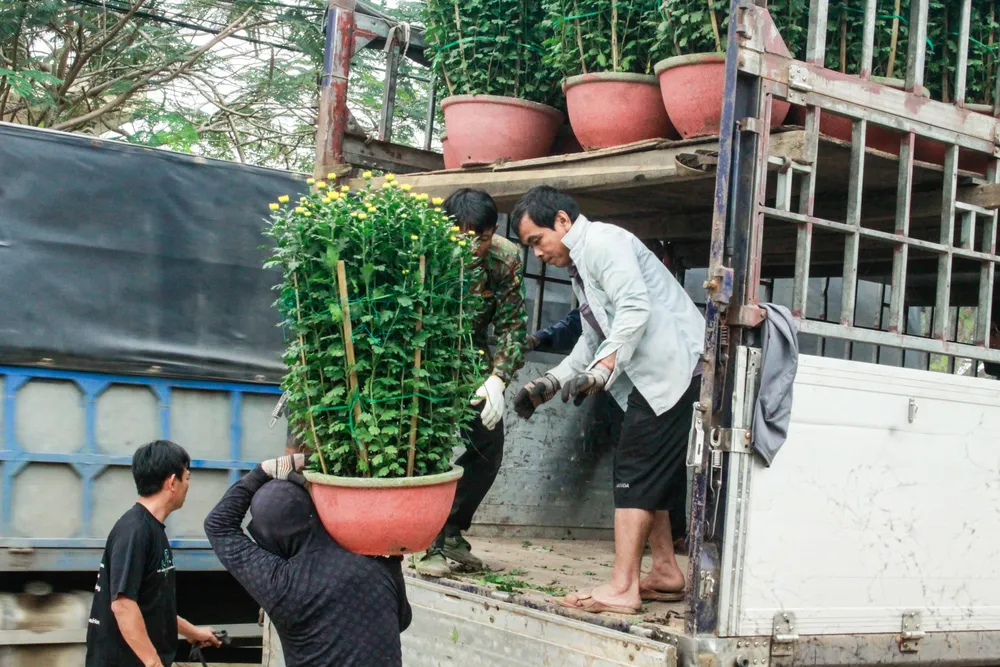 lang hoa vao tet 3 (1 of 1).jpg