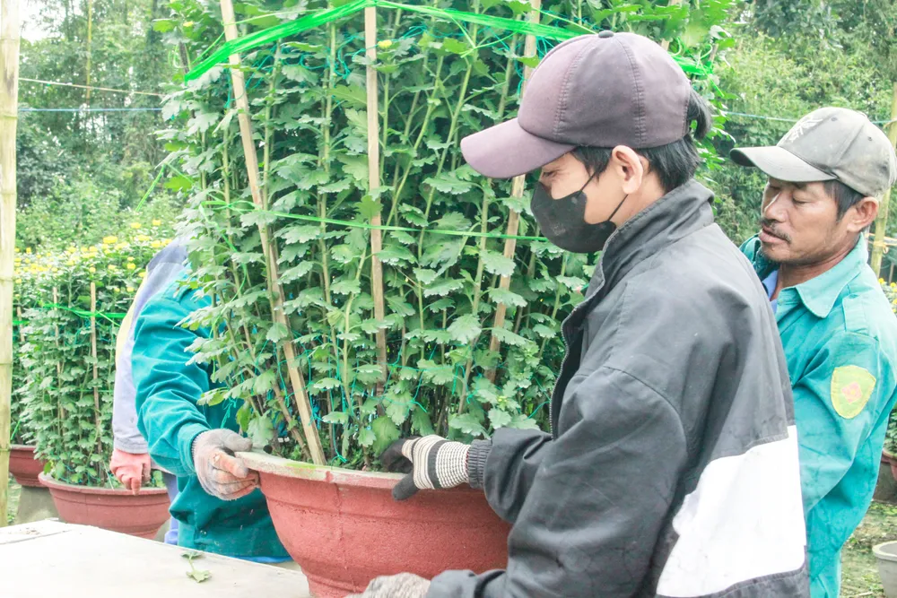 lang hoa vao tet 6 (1 of 1).jpg