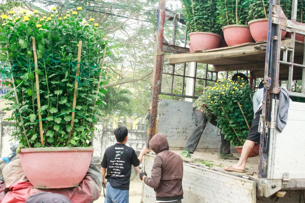 lang hoa vao tet 7 (1 of 1).jpg