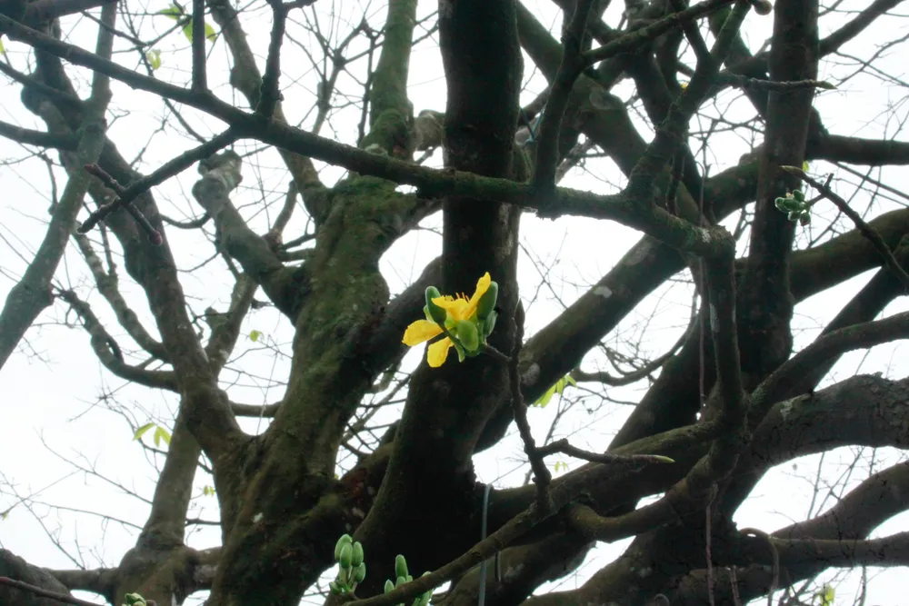 hoa mai 12 (1 of 1).jpg