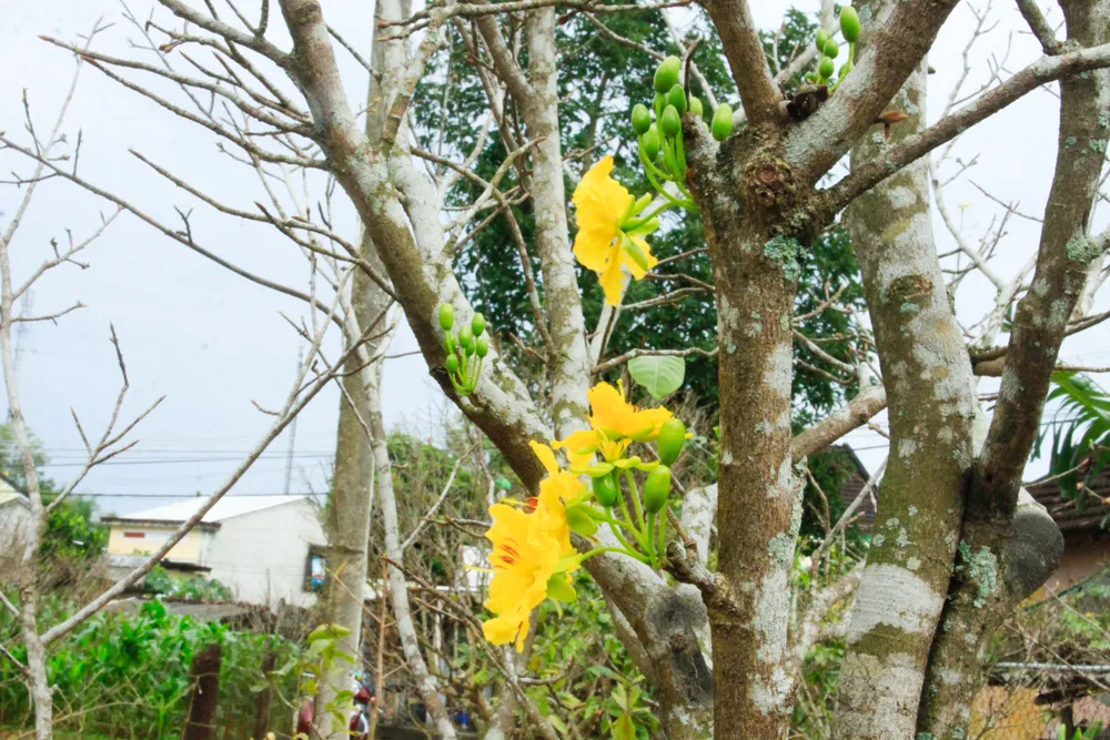 hoa mai 15 (1 of 1).jpg