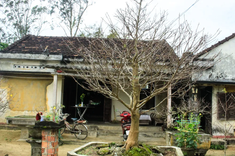 hoa mai 17 (1 of 1).jpg