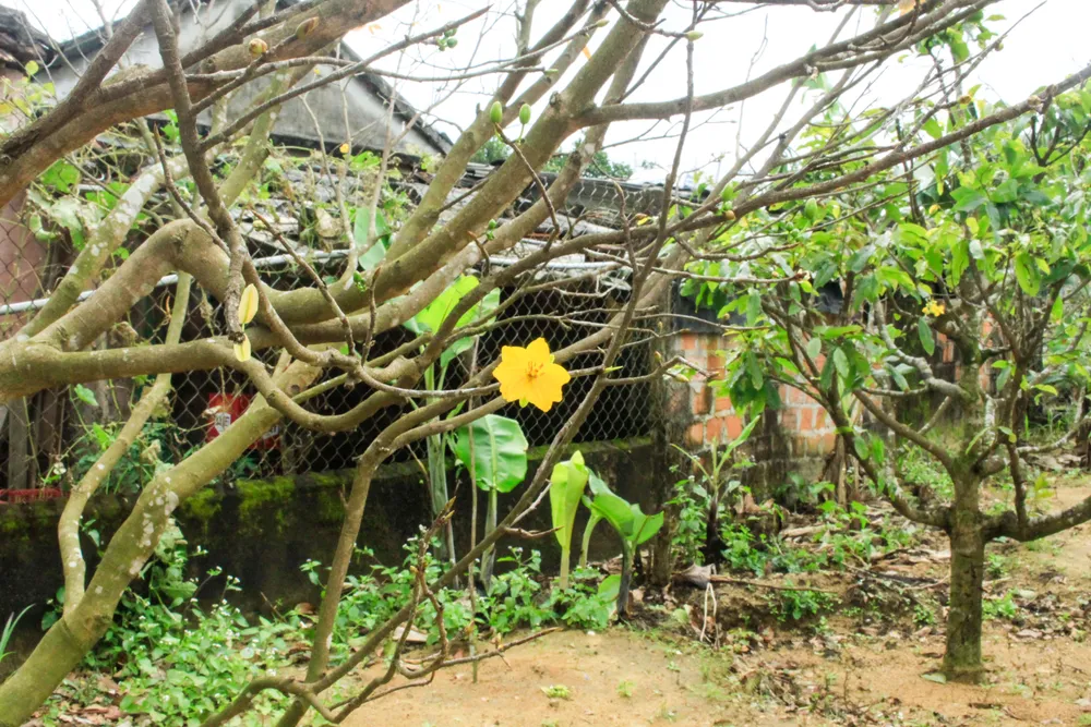 hoa mai 19 (1 of 1).jpg