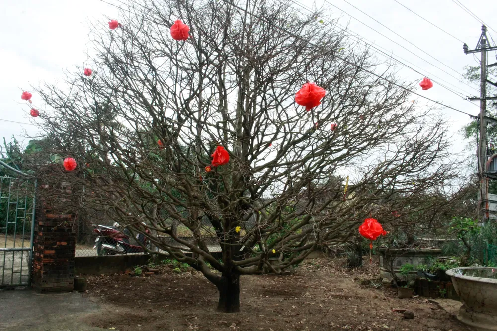 hoa mai 2 (1 of 1).jpg