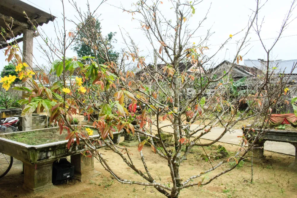 hoa mai 20 (1 of 1).jpg