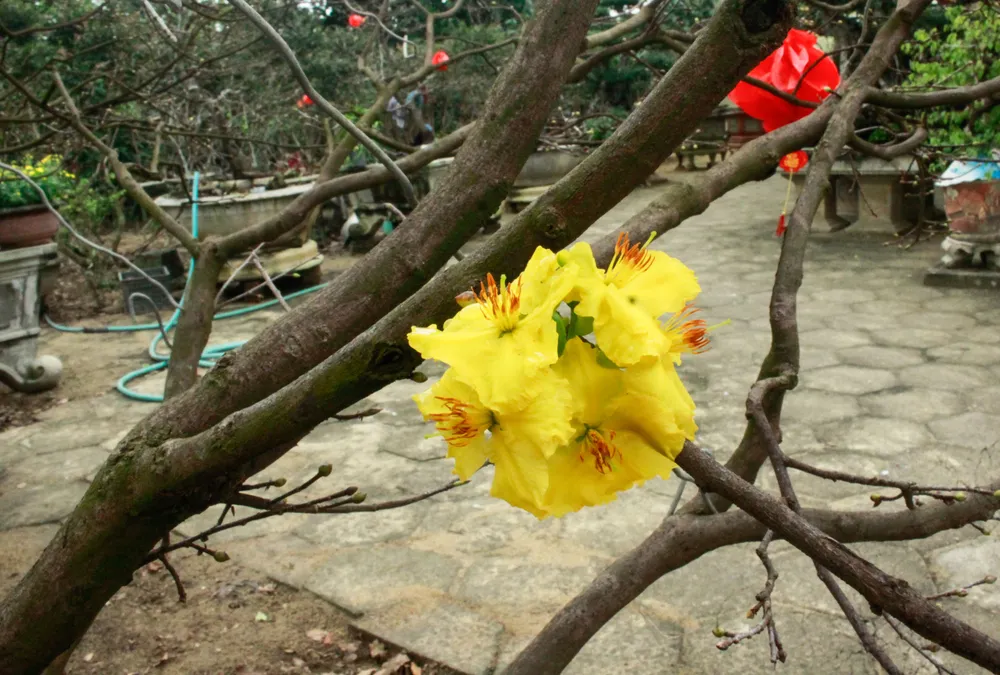 hoa mai 6 (1 of 1).jpg