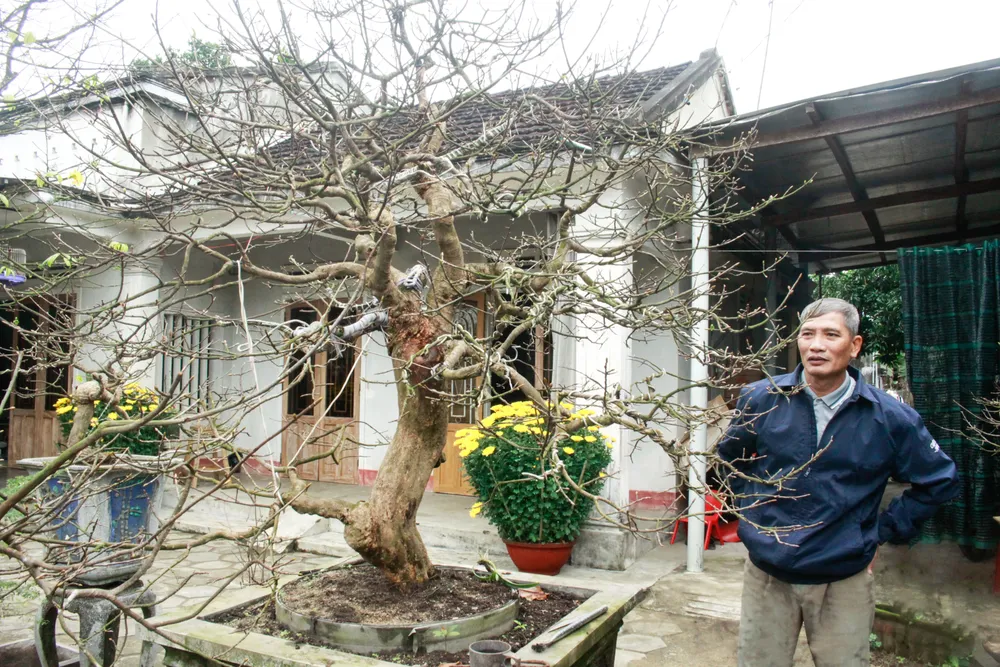 hoa mai 8 (1 of 1).jpg