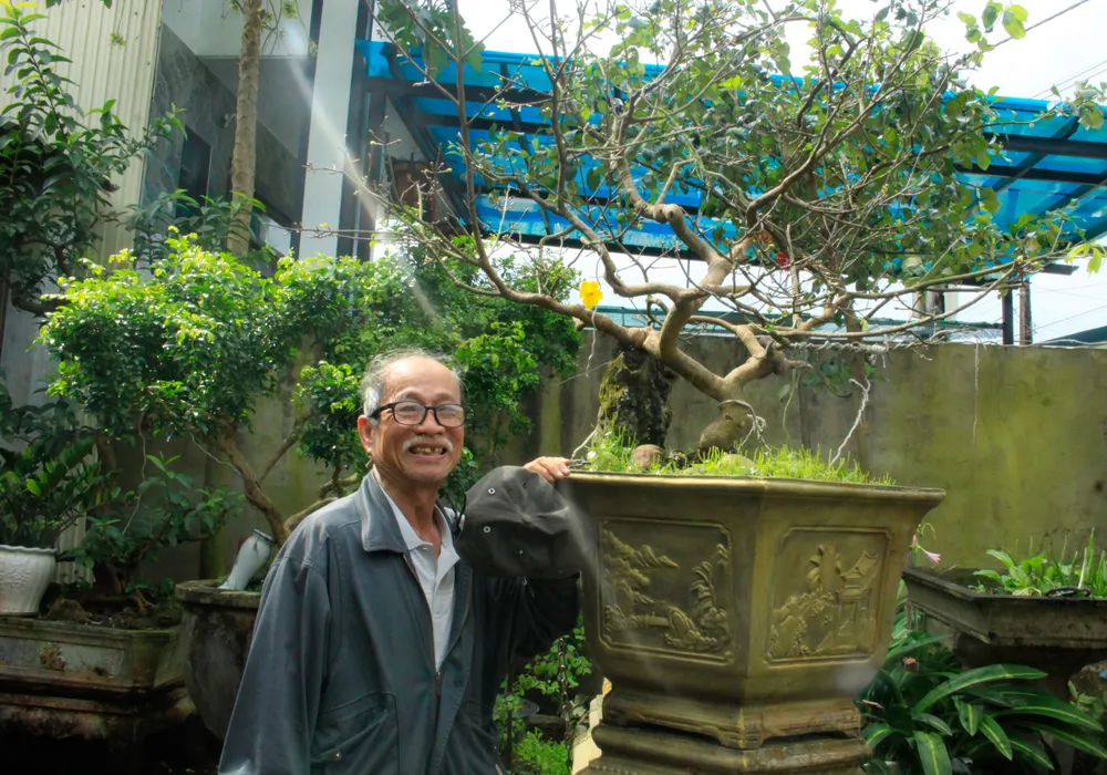 hoa mai 9 (1 of 1).jpg