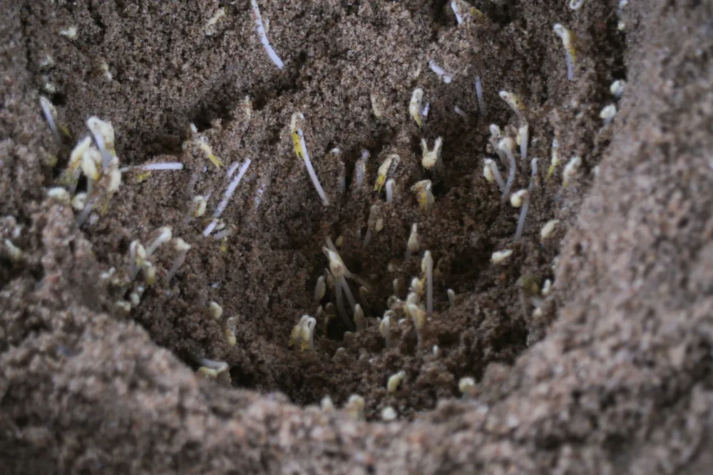 lam dau gia 15 (1 of 1).jpg