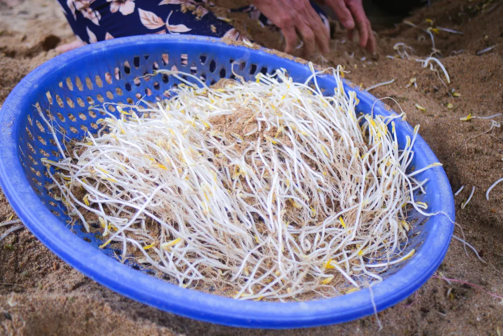 lam dau gia 2 (1 of 1).jpg