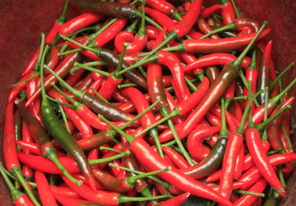 ớt 7.jpg