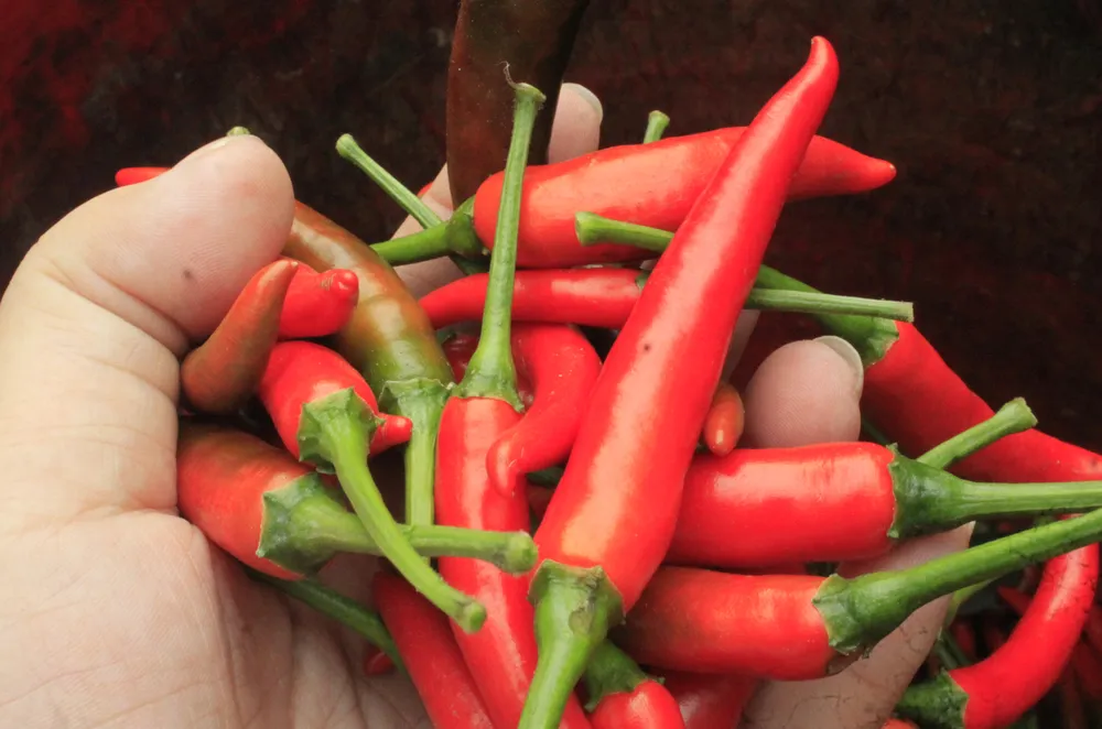 ớt 8.jpg