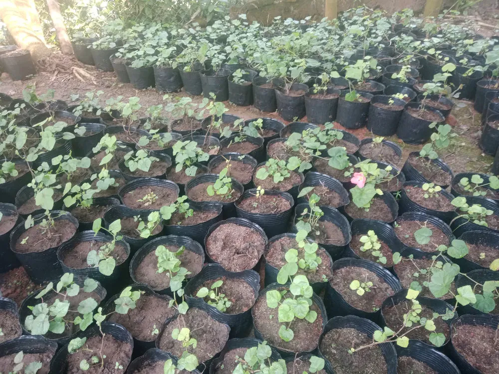 Sự đa dạng hình thái trong quần thể Nghĩa Sâm vừa được phát hiện tại Quảng Ngãi