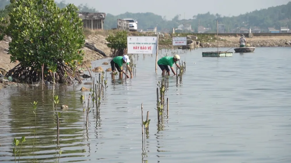 cây đưng sa huỳnh