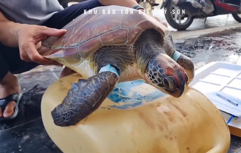rùa biển.jpg
