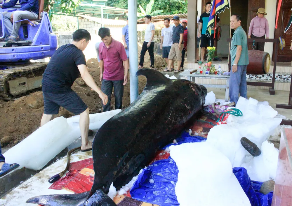 cá voi 4 (1 of 1).jpg