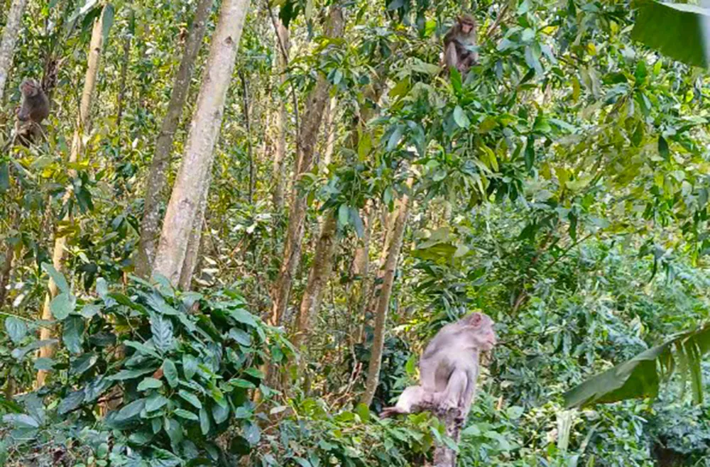 khỉ.jpg
