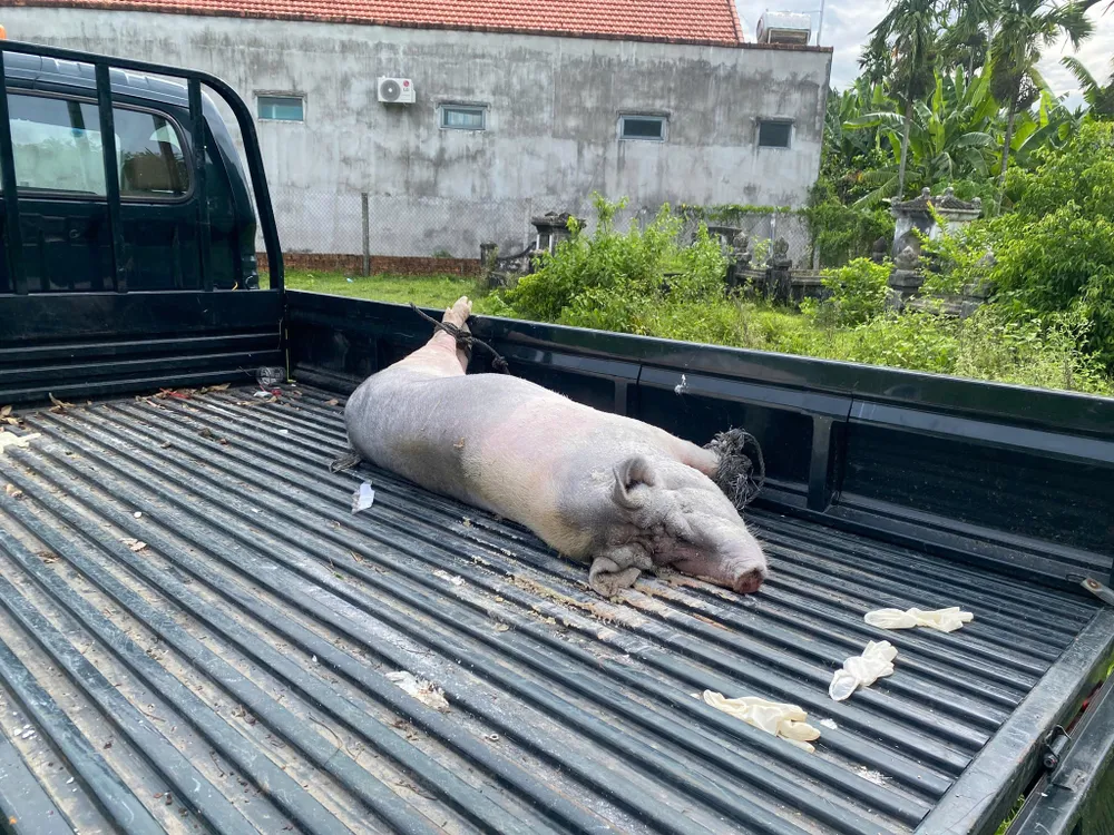 Từ đầu tháng 7/2025 đến nay, dịch tả heo châu Phi đã xuất hiện tại phường Trương Quang Trọng, cơ quan chức năng đã tiến hành tiêu hủy 22 con lợn với tổng trọng lượng hơn 1.045kg, trong đó có 7 con lợn thịt, 15 con lợn nái.