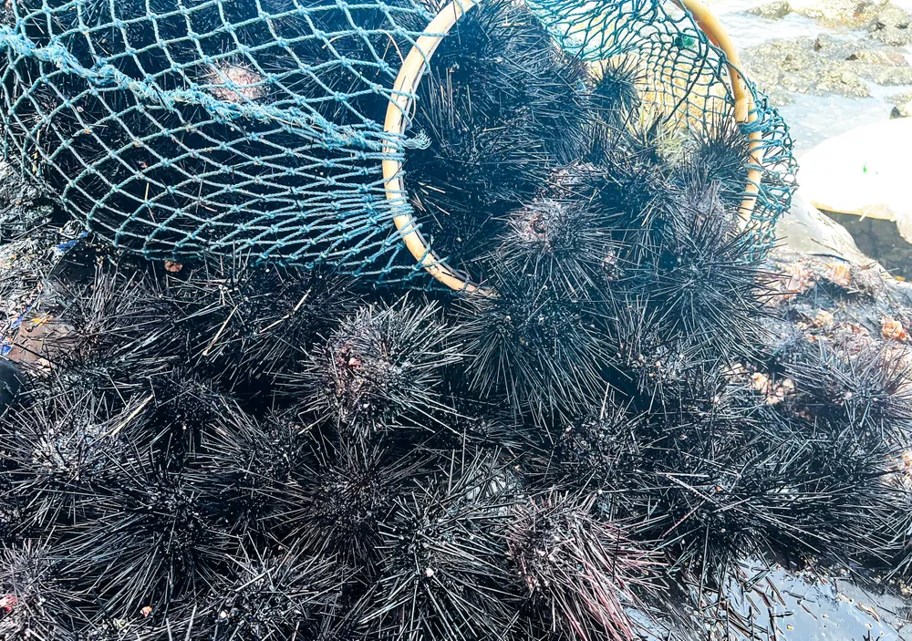 san nhum 10 (1 of 1).jpg