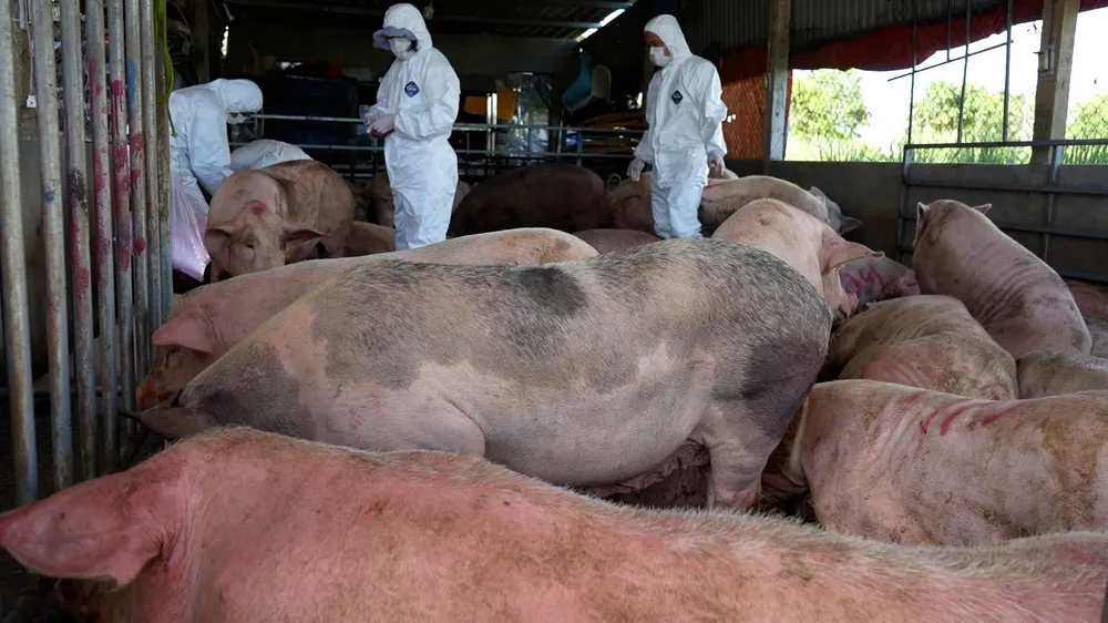 Quảng Ngãi huy động mọi nguồn lực kịp thời xử lý dứt điểm các ổ dịch