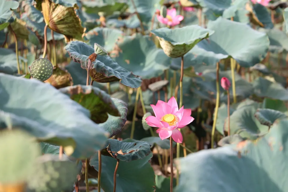 hoa sen (1).jpg
